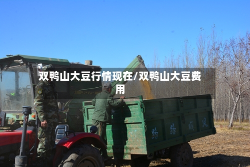 双鸭山大豆行情现在/双鸭山大豆费用-第2张图片