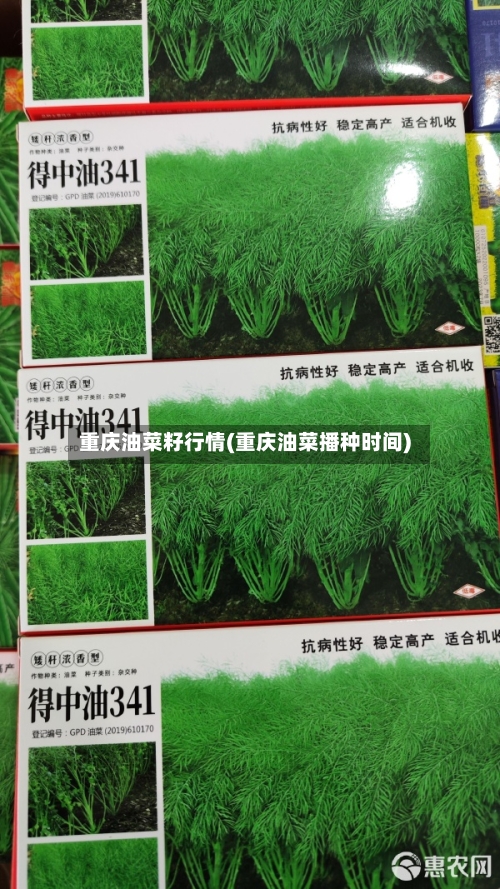 重庆油菜籽行情(重庆油菜播种时间)