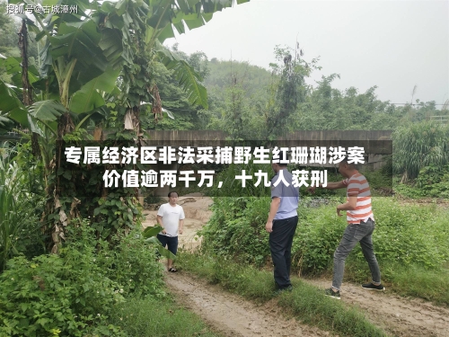 专属经济区非法采捕野生红珊瑚涉案价值逾两千万，十九人获刑-第3张图片