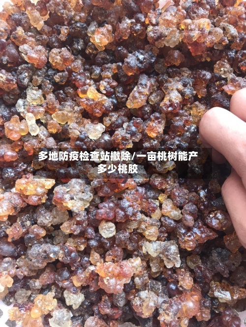 多地防疫检查站撤除/一亩桃树能产多少桃胶-第3张图片